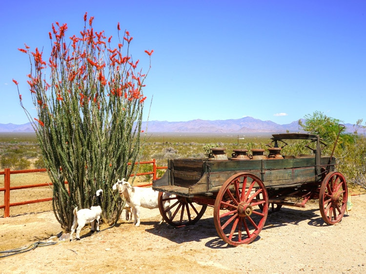 Arizona all-inclusive dude ranch Stagecoach Trails Guest Ranch