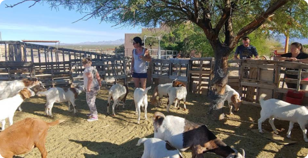 Petting zoo Arizona all-inclusive dude ranch
