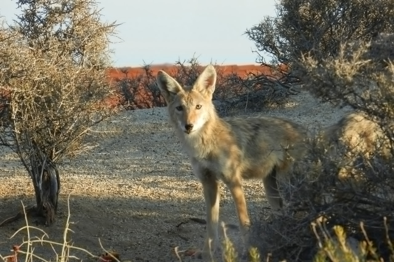 Coyote at an Arizona all-inclusive dude ranch