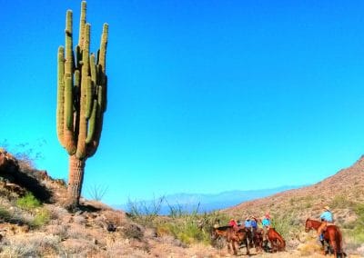 Huge Saguaro Cactus