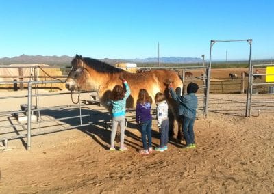 Girls grooming horse