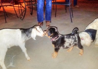 Goat and dogs playing