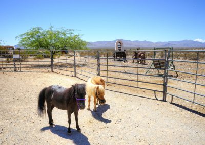 Mini horses