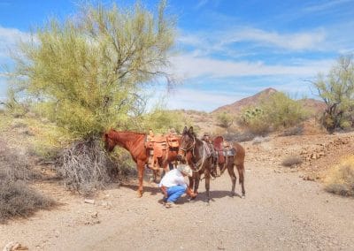 Wrangler checking horse feet