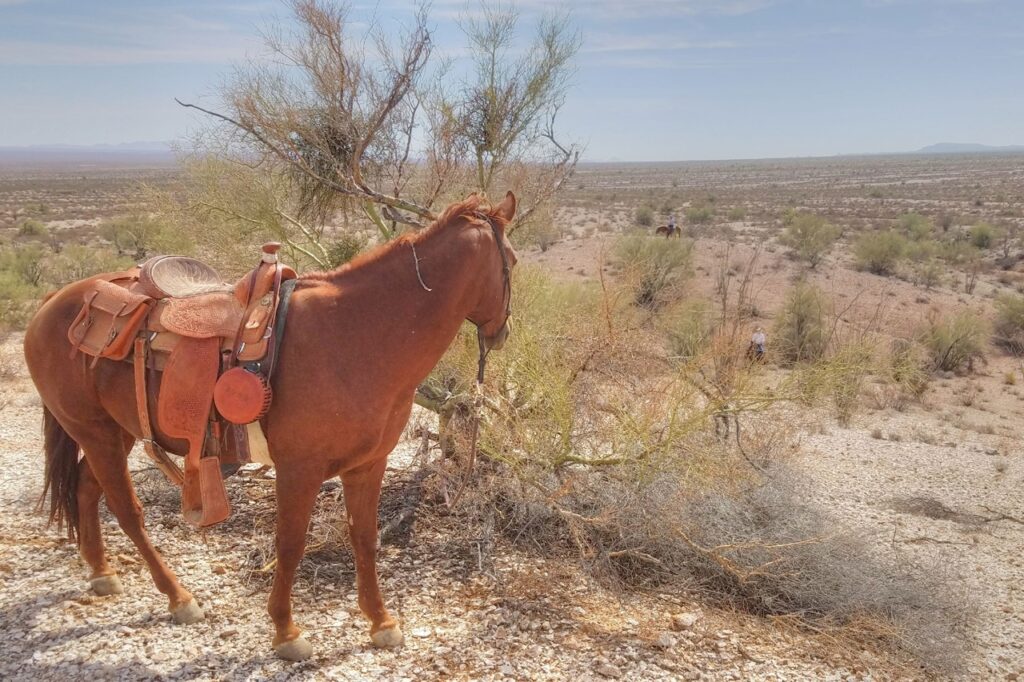 Quarter Horse tied to tree