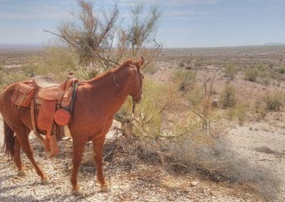 Quarter Horse tied to tree
