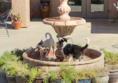 Dogs playing in ranch fountain