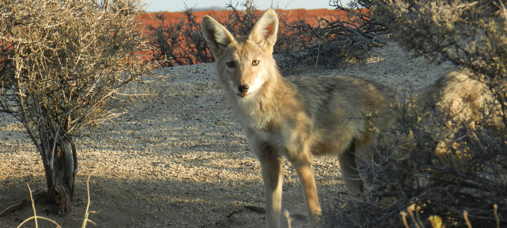 Coyote Behavior