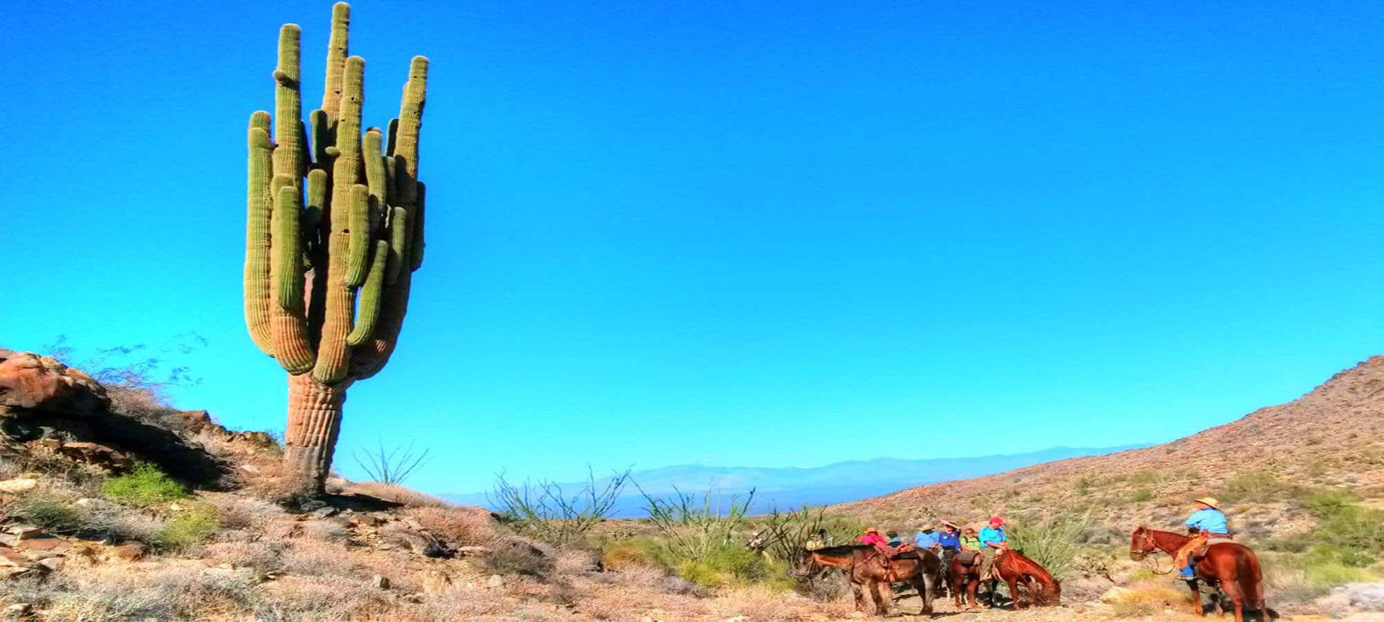 Horse riding at base of Saguaro Cactus