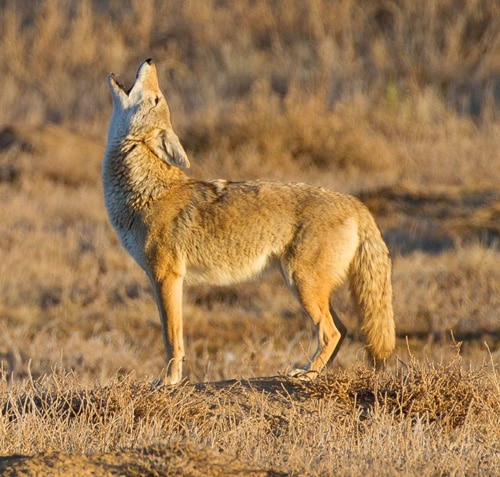 Common coyote behavior - howling