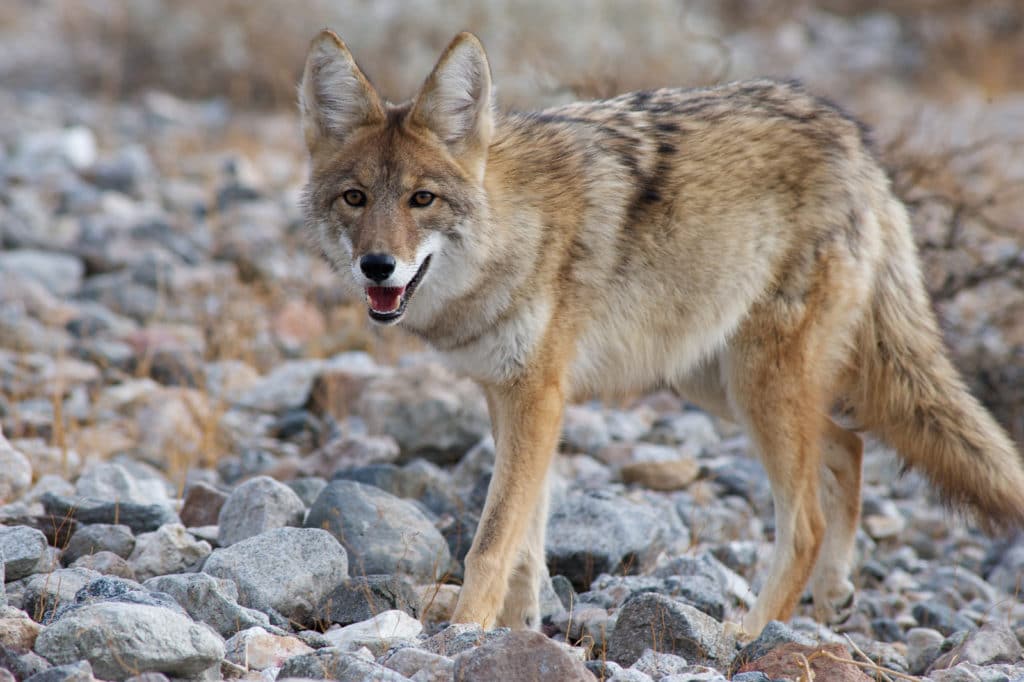 Coyote on the prowk a fascinating coyote behavior