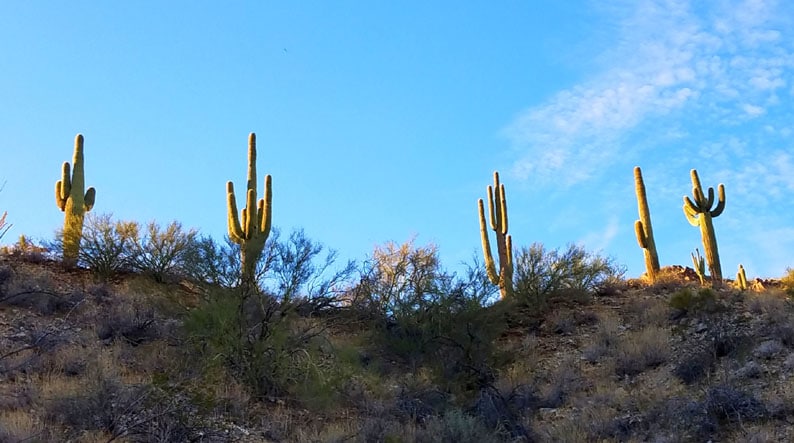 Saguaro Cactus