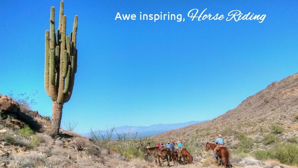 Horse Riding at Saguaro Cactus