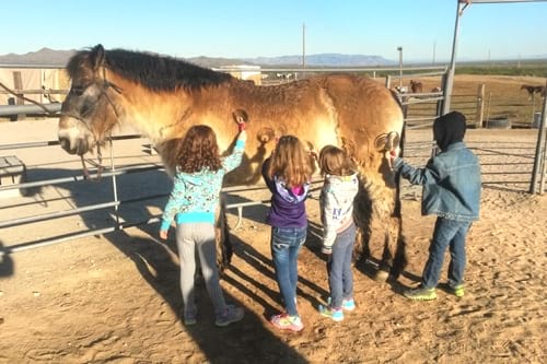 Kids grooming horse at a Dude Ranch Reunion