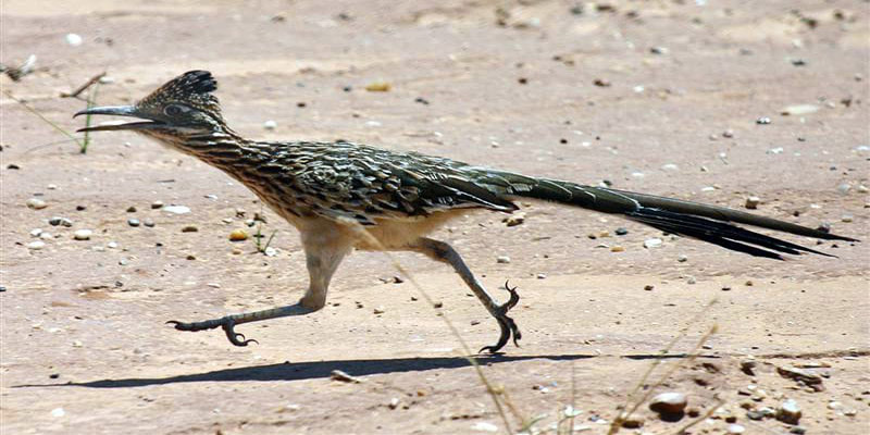 What do roadrunners eat? - Our first hand experience at the ranch