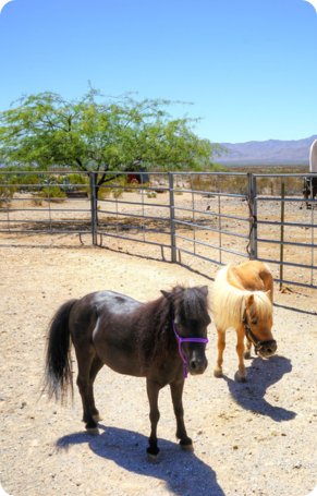 Mini horses at an all-inclusive dude ranch