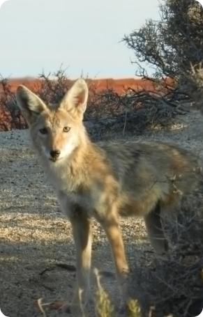 Coyote in Arizona all-inclusive dude ranch